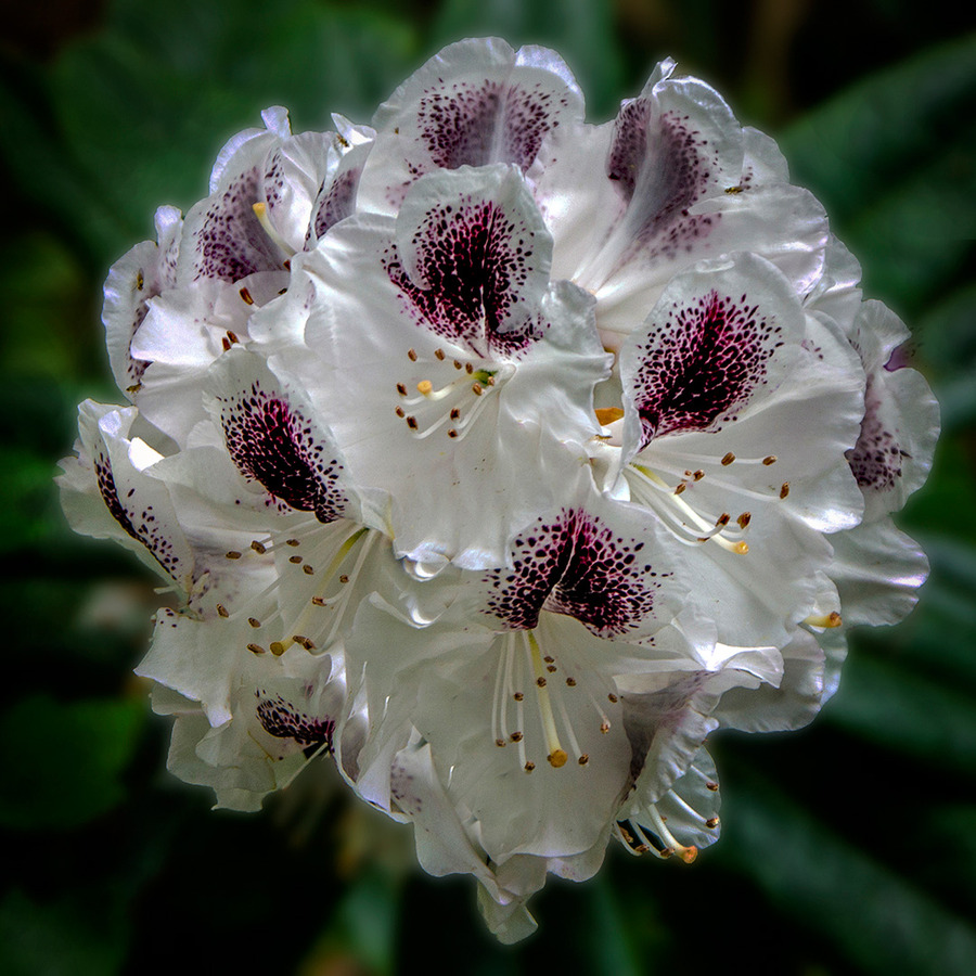 17 Rhododendron